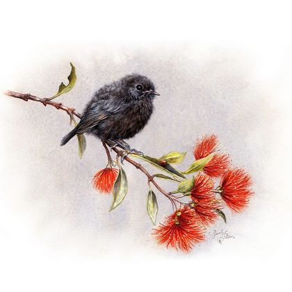 Art Print of NZ Black Robin & Pohutukawa • Kiwiana Art Prints